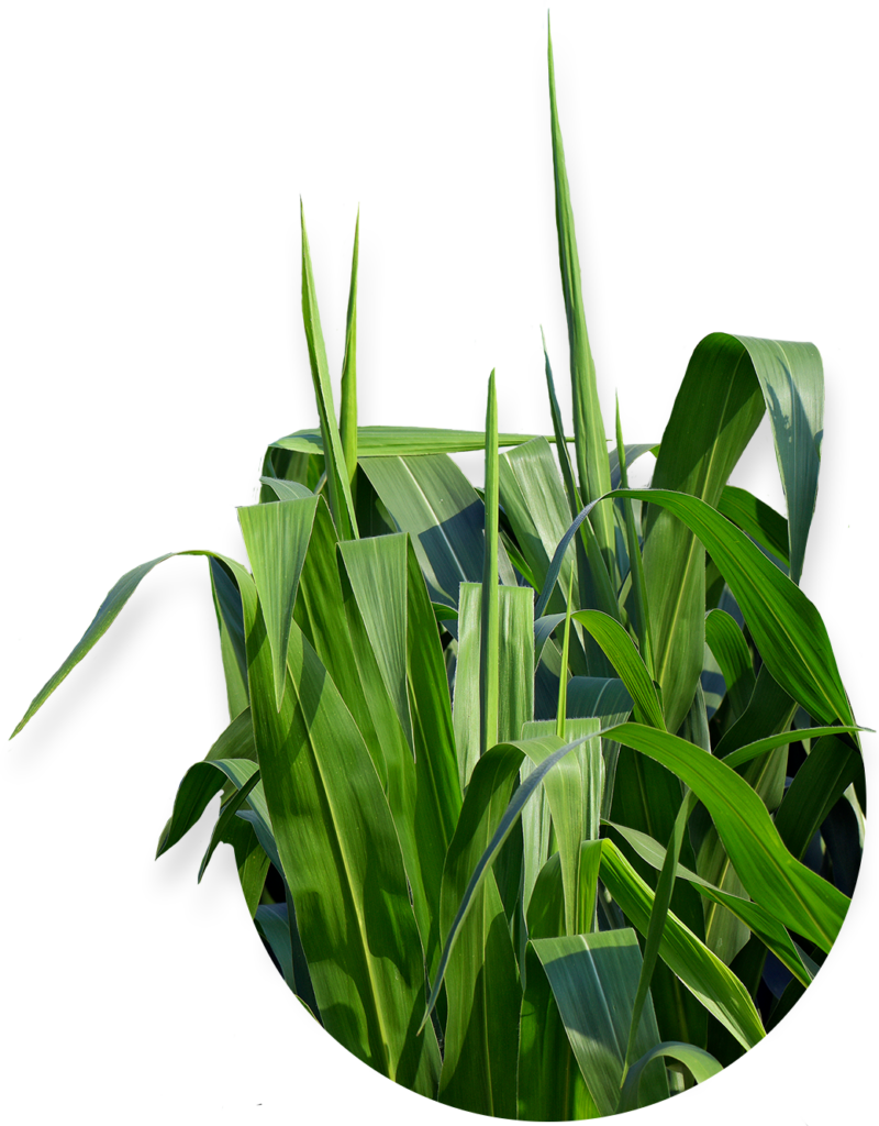 Closeup View Of Grass